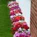 Impatiens At Our Front by g3xbm