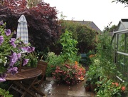 20th Jul 2017 - View from the back door on a rainy morning