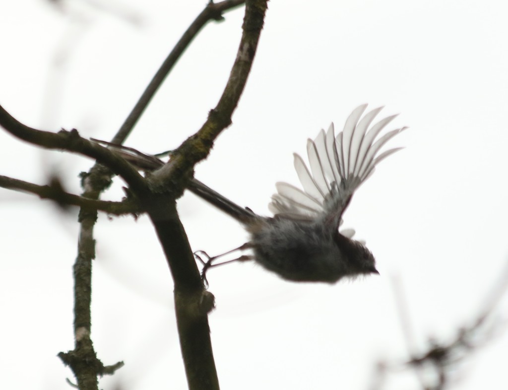 Long tailed tit by orchid99