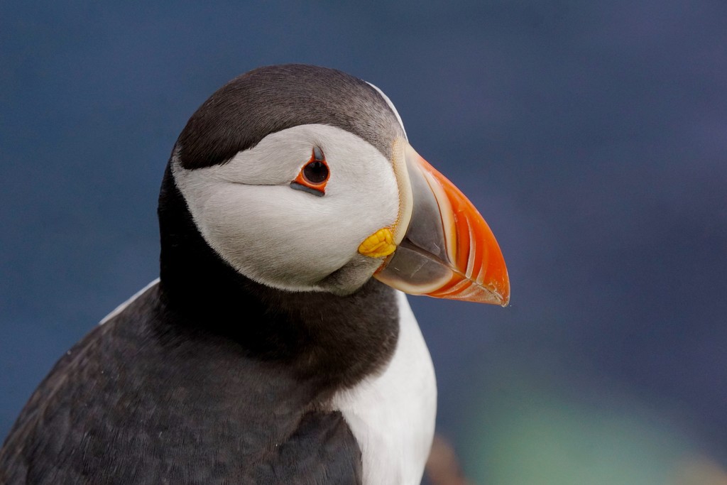 PUFFIN PORTRAIT by markp