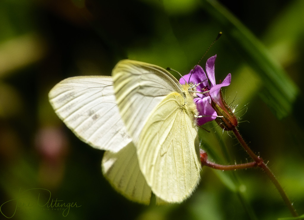 Butterfly On Pink Flower by jgpittenger