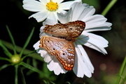 18th Jul 2017 - Butterfly On White Flower