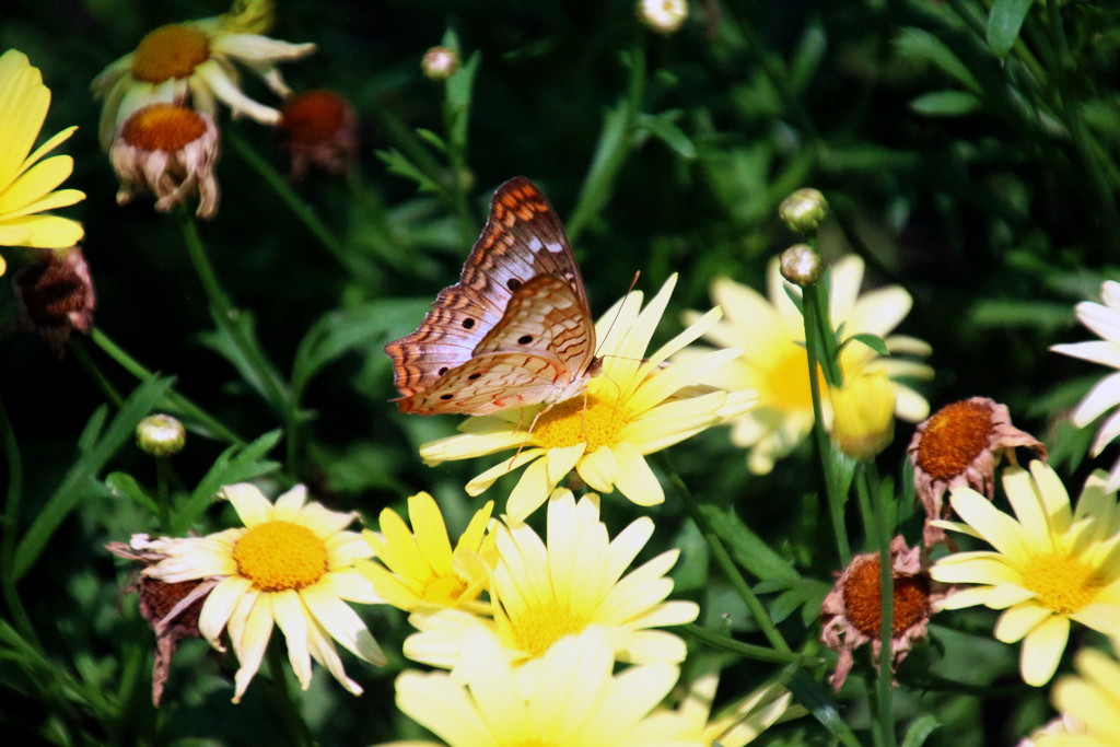 Butterfly on Yellow Flowers by randy23