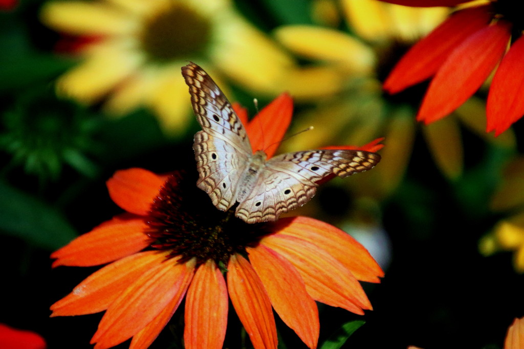 Buttefly On Orange Flower by randy23