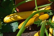 19th Jul 2017 - garden produce 2 - yellow courgettes