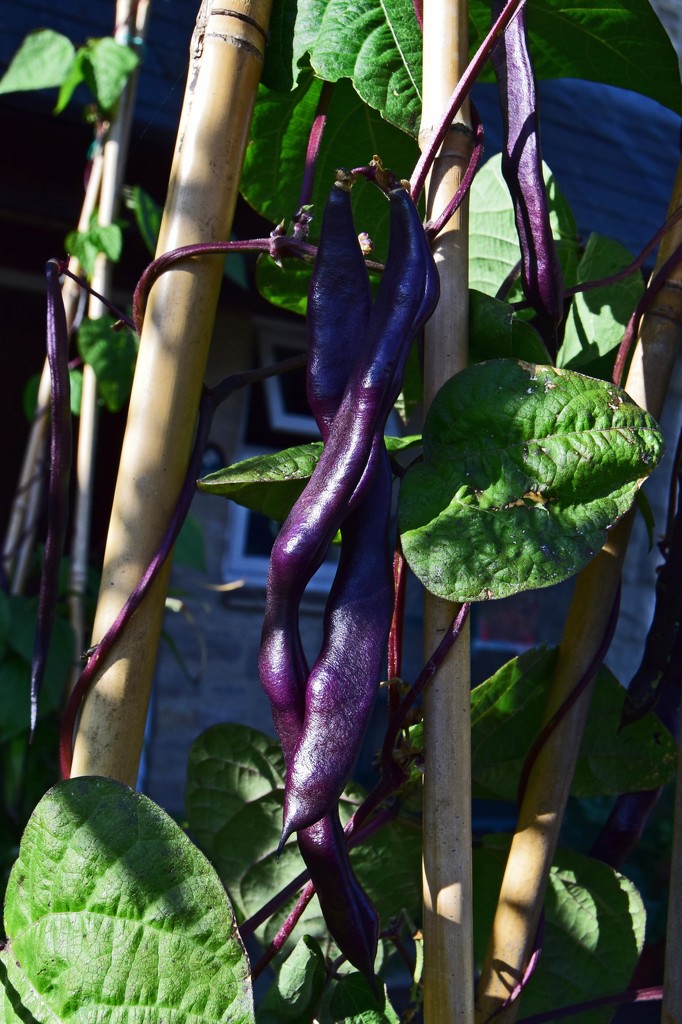 garden produce 1 - purple beans by ianmetcalfe