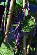 18th Jul 2017 - garden produce 1 - purple beans
