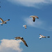 Seagulls  by ingrid01