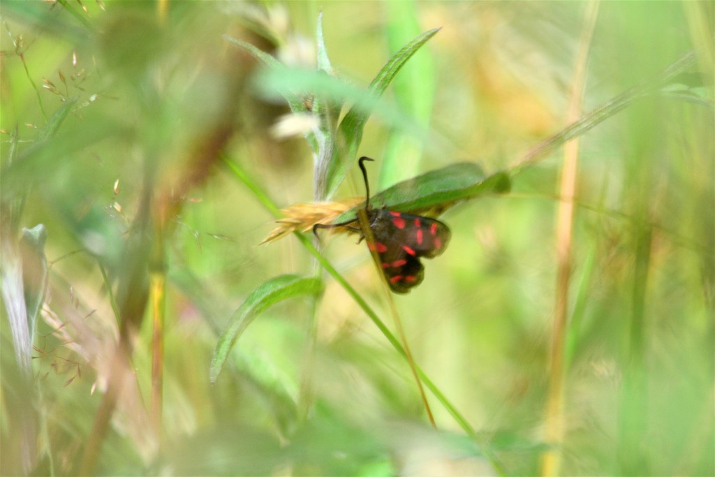 Burnet Moth holding on..... by ziggy77
