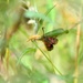 Burnet Moth holding on..... by ziggy77