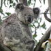 wet one by koalagardens