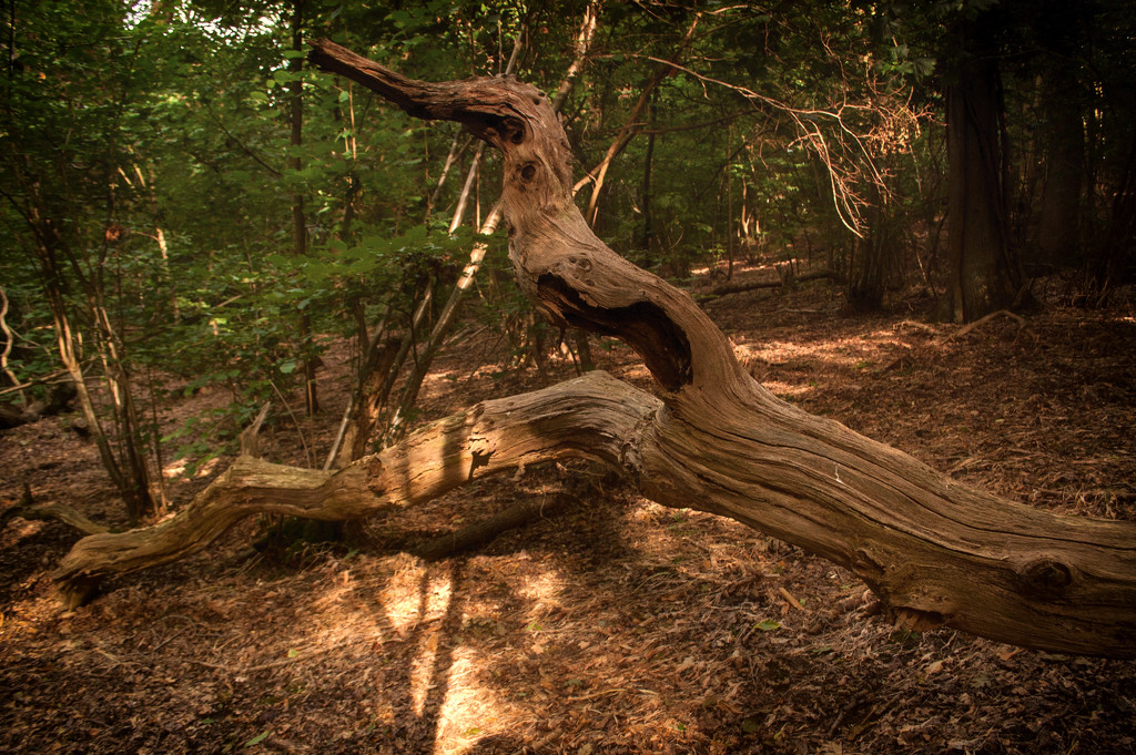 Twisted trunk by fbailey