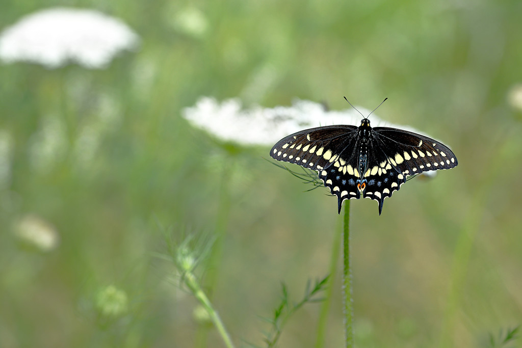 Black Swallowtail Butterfly! by fayefaye