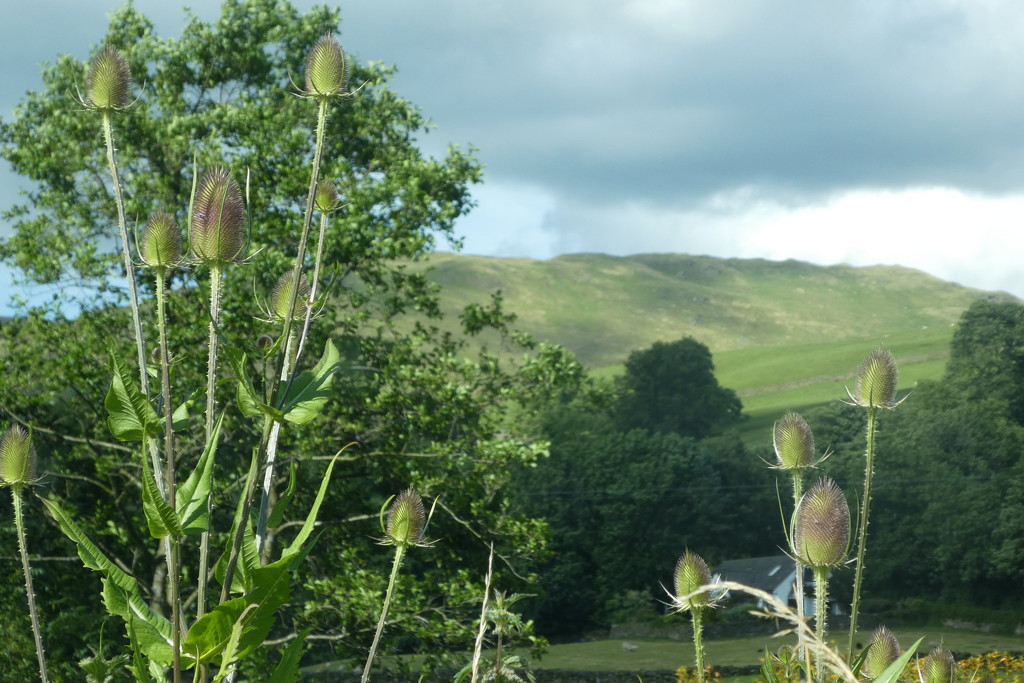 teasels by anniesue