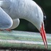 Common tern, uncommon pose. by helenhall