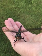 27th Jun 2017 - Damaged Dragonfly 