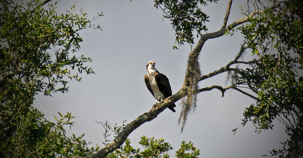 Another Osprey! by rickster549