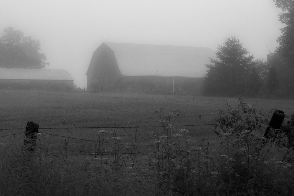 Foggy Morning by farmreporter