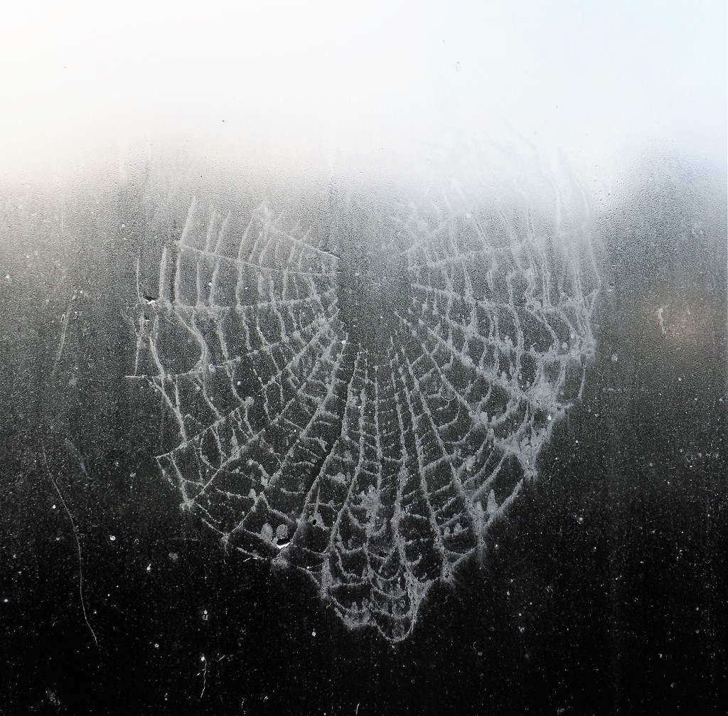 Due to weather this cobweb was adhered to this dirty window  by Dawn