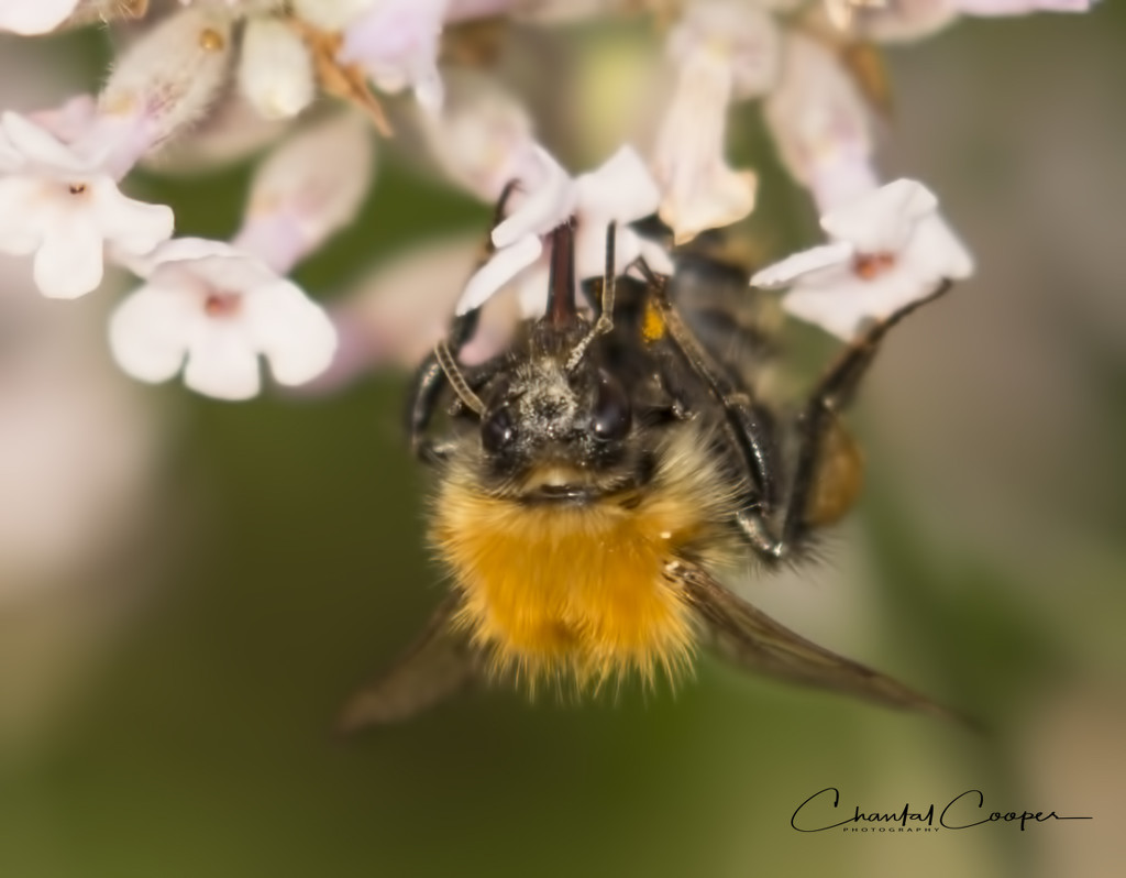 Agile Bee by shepherdmanswife