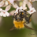 Agile Bee by shepherdmanswife