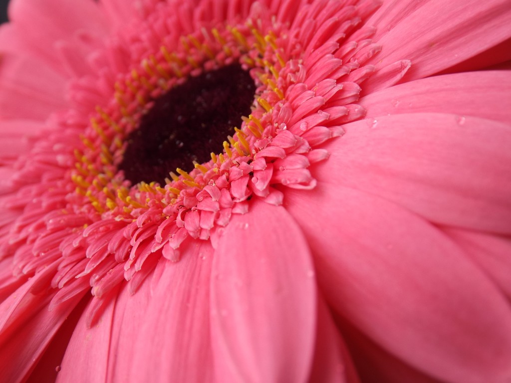 Gerbera by suzanne234