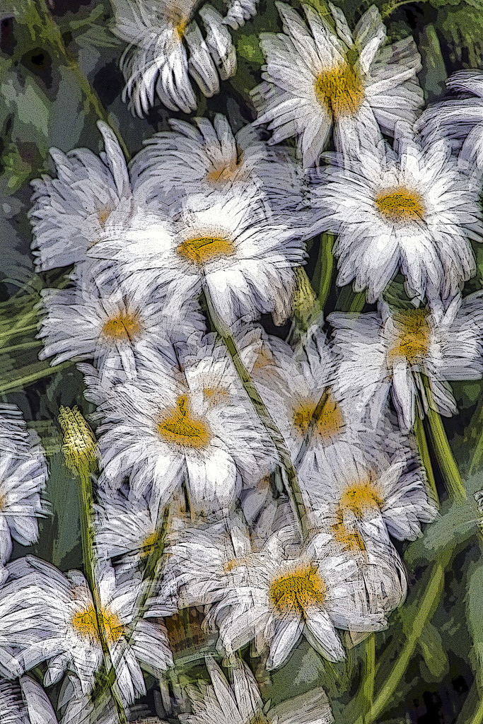 Wind Battered Daisies by megpicatilly