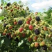 Ripening Blackberries by g3xbm