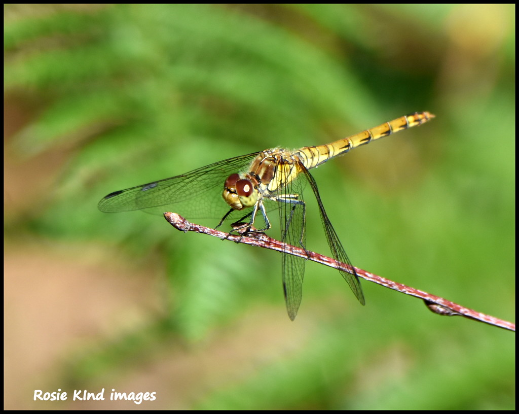 Yellow dragonfly by rosiekind