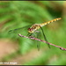 Yellow dragonfly by rosiekind