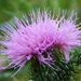  Thistle flower by 365anne