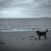 Alone on the beach by frequentframes