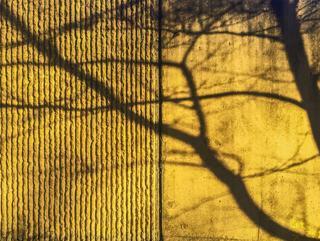 Golden Tree Shadows on Wall by jbritt