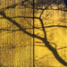 Golden Tree Shadows on Wall by jbritt