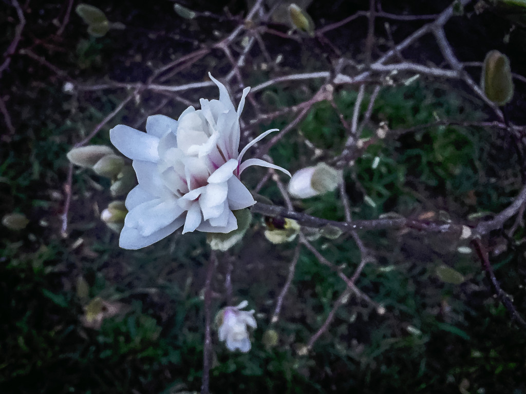 Magnolia Blossoms in February by jbritt