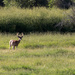 Antelope Buck by jetr
