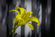 9th Jul 2017 - Yellow Lilly
