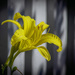 Yellow Lilly by jbritt