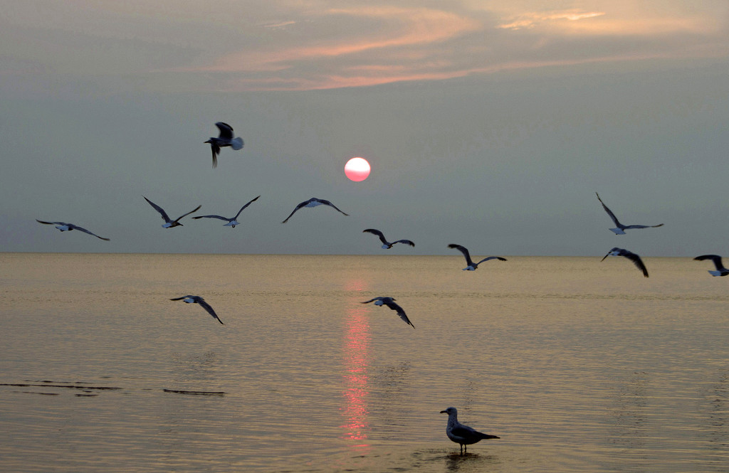 Gulls Before Sunset by gaylewood