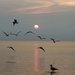 Gulls Before Sunset by gaylewood