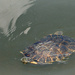 Turtle Swim By by alophoto