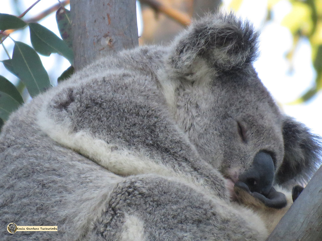 headrest by koalagardens