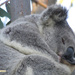 headrest by koalagardens