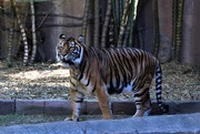 22nd Jul 2017 - Sumatran Tiger ~ No..3