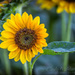 Sunshine and flowers by cindymc
