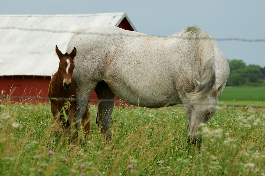 Mama and Foal by kareenking