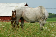 21st Jul 2017 - Mama and Foal