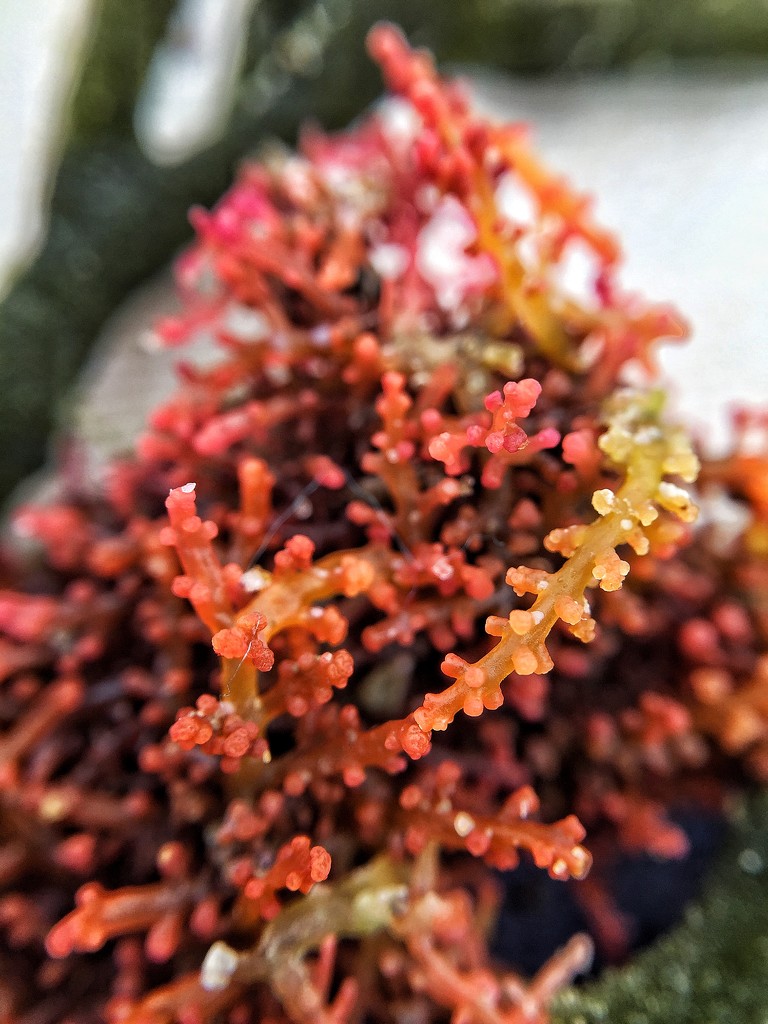 Red seagrass  by cocobella