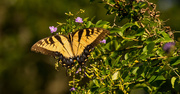 21st Jul 2017 - Eastern Tiger Swallowtail Butterfly!