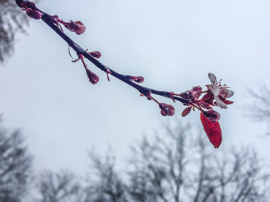 Cherry Blossoms by jbritt